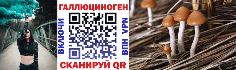 магазин продажи наркотиков  Гаджиево  hydra зеркало  Галлюциногенные грибы мухоморы 